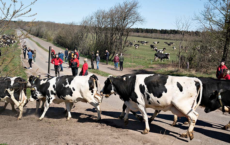 Sekumpulan lembu ternakan dibebaskan dari kurungan pada sambutan Hari Eko yang jatuh dalam waktu perintah berkurung di Sommerbjerggaard, Denmark, dan hanya disaksikan penonton yang sangat kurang berbanding biasa. - Ritzau Scanpix/Henning Bagger via REUTERS Sekumpulan lembu ternakan dibebaskan dari kurungan pada sambutan Hari Eko yang jatuh dalam waktu perintah berkurung di Sommerbjerggaard, Denmark, dan hanya disaksikan penonton yang sangat kurang berbanding biasa. - Ritzau Scanpix/Henning Bagger via REUTERS