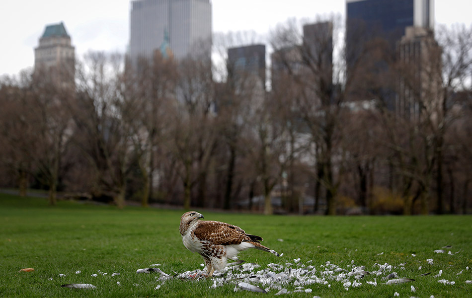Helang spesies ekor merah mencengkam seekor burung merpati di Sheep Medow Central Park berlatarkan bangunan pencakar langit bandar raya New York, Amerika Syarikat pada 25 Mac lalu. - REUTERS/Mike Segar Helang spesies ekor merah mencengkam seekor burung merpati di Sheep Medow Central Park berlatarkan bangunan pencakar langit bandar raya New York, Amerika Syarikat pada 25 Mac lalu. - REUTERS/Mike Segar