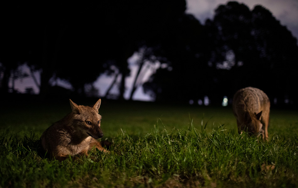 Jackal atau spesies anjing liar ini 'bergembira' di taman umum Hayarkon Park, di Tel Aviv, Israel ketika populasi manusia terpaksa duduk di dalam kediaman masing-masing bagi menghindar jangkitan COVID-19. - AP Photo/Oded Balilty Jackal atau spesies anjing liar ini 'bergembira' di taman umum Hayarkon Park, di Tel Aviv, Israel ketika populasi manusia terpaksa duduk di dalam kediaman masing-masing bagi menghindar jangkitan COVID-19. - AP Photo/Oded Balilty