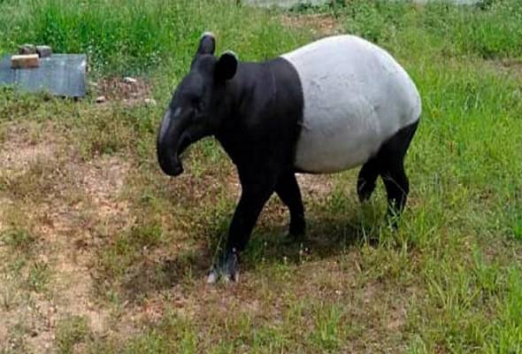 Perhilitan Johor selamatkan tapir jantan sesat di Jementah  Astro Awani