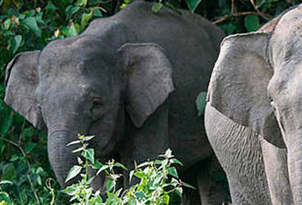 Jurujual maut diserang gajah liar Jurujual maut diserang gajah liar