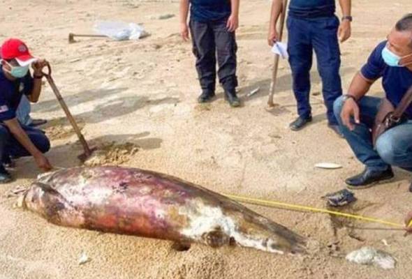 Lumba-lumba mati di Pantai Serandu bukan akibat pukat nelayan Lumba-lumba mati di Pantai Serandu bukan akibat pukat nelayan