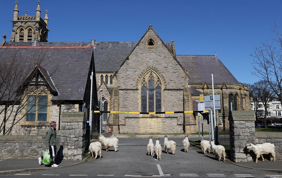 Sekumpulan kambing kelihatan berkeliatan doa luar pekarangan sebuah gereja di Llandudno, Wales, Britain pada 31 Mac lalu ketika penduduk tempatan berad di rumah akibat pandemik COVID-19. REUTERS/Carl Recine Sekumpulan kambing kelihatan berkeliatan doa luar pekarangan sebuah gereja di Llandudno, Wales, Britain pada 31 Mac lalu ketika penduduk tempatan berad di rumah akibat pandemik COVID-19. REUTERS/Carl Recine