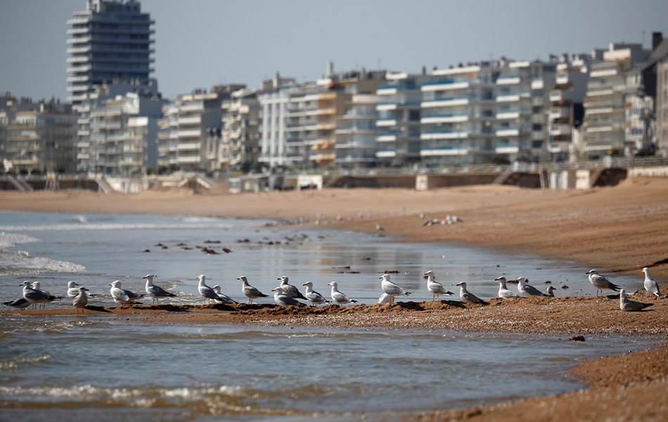 Kawanan burung camar 'menakluk' hamparan pantai di La Baule, Perancis, ketika manusia diperintah untuk kekal berada di rumah untuk memutuskan rantaian penularan wabak COVID-19, pada April 10, 2020. REUTERS/Stephane Mahe Kawanan burung camar 'menakluk' hamparan pantai di La Baule, Perancis, ketika manusia diperintah untuk kekal berada di rumah untuk memutuskan rantaian penularan wabak COVID-19, pada April 10, 2020. REUTERS/Stephane Mahe