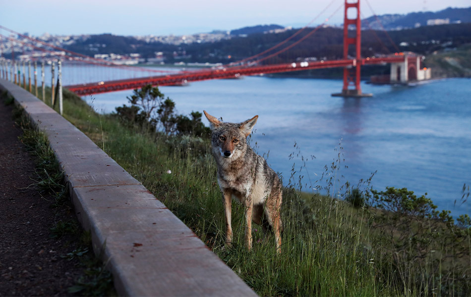 Seekor coyote meninjau di bahu jalan di lokasi Vista Point Jambatan Golden Gate di seberang San Francisco, Clifornia, Amerika Syarikat. - REUTERS/Shannon Stapleton Seekor coyote meninjau di bahu jalan di lokasi Vista Point Jambatan Golden Gate di seberang San Francisco, Clifornia, Amerika Syarikat. - REUTERS/Shannon Stapleton