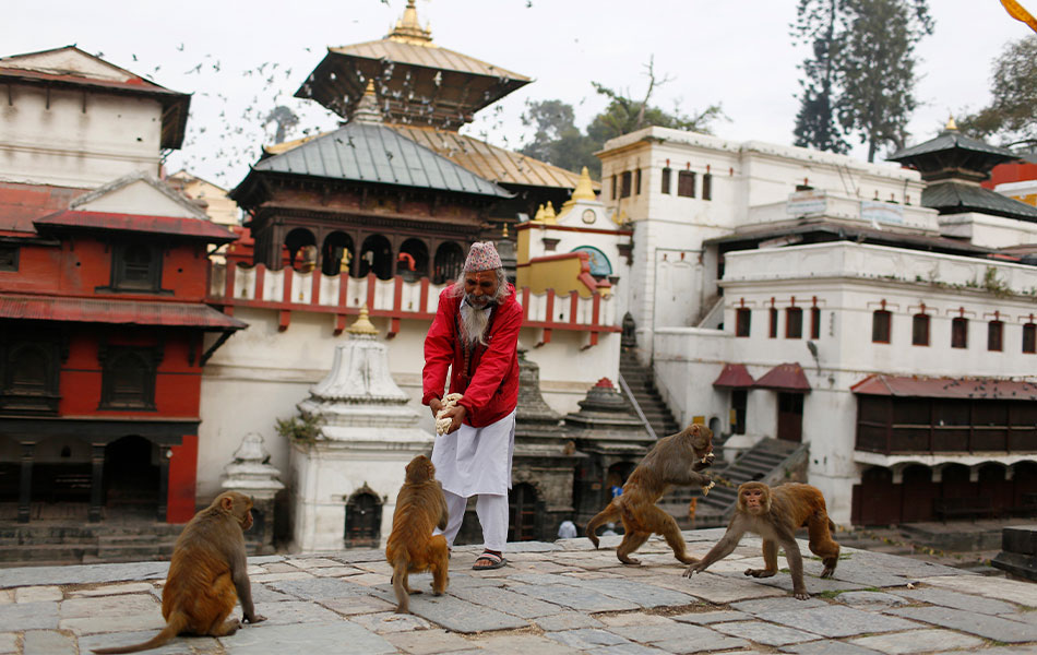 Gambar bertarikh 31 Mac 2020 ini menunjukkan seorang sami di Kuil Pashupatinath, Kathmandu, Nepal, memberi makan kepada sekumpulan monyet. Beberapa anggota sukarelawan berusaha memastikan haiwan seperti burung dan monyet tidak kelaparan sewaktu perintah berkurung. - AP Photo/Niranjan Shrestha Gambar bertarikh 31 Mac 2020 ini menunjukkan seorang sami di Kuil Pashupatinath, Kathmandu, Nepal, memberi makan kepada sekumpulan monyet. Beberapa anggota sukarelawan berusaha memastikan haiwan seperti burung dan monyet tidak kelaparan sewaktu perintah berkurung. - AP Photo/Niranjan Shrestha