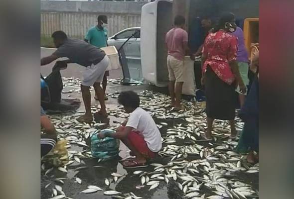 Lori terbalik, 4 tan ikan kembung bertaburan atas jalan