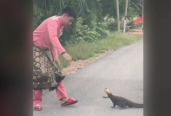 Pemuda menjadi wira, membantu biawak Pemuda menjadi wira, membantu biawak