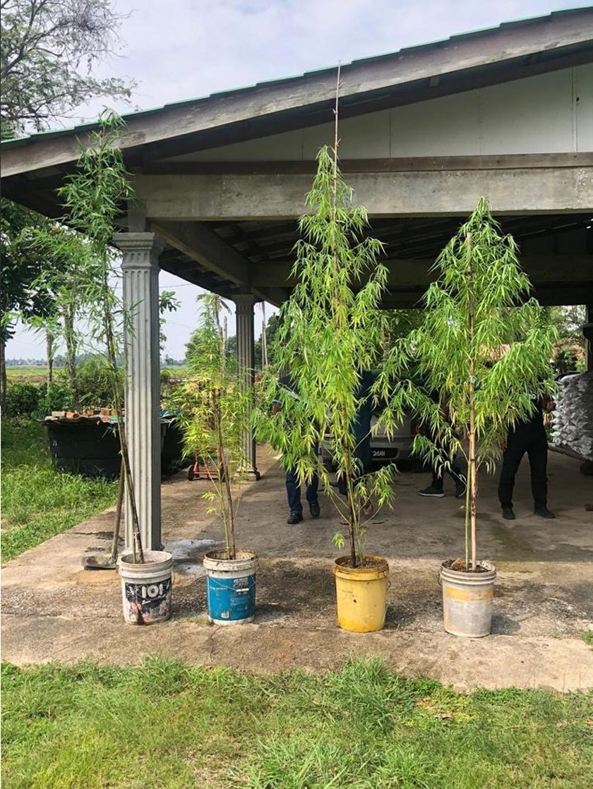 Pokok ganja subur di halaman rumah, 'Mat Tarzan' beri alasan itu disangka pokok buluh