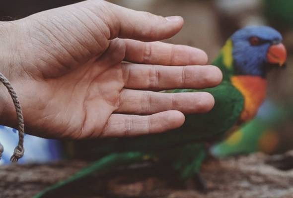 Pembantu rumah bawah umur mati dibelasah majikan kerana 'lepaskan' burung kakak tua Pembantu rumah bawah umur mati dibelasah majikan kerana 'lepaskan' burung kakak tua