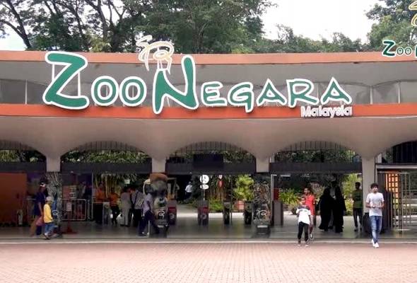 Harimau tidak terurus, keadaan Zoo Negara &#39;menyedihkan&#39;? Ini  penjelasannya... | Astro Awani