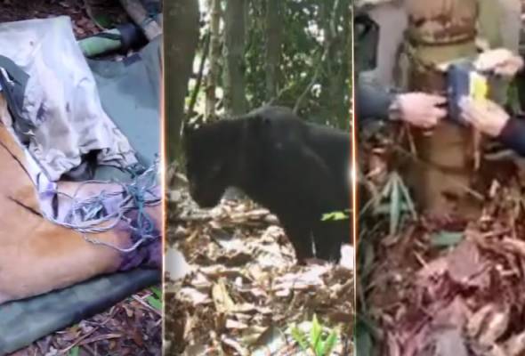 Eksklusif: Hidupan liar ditemui dalam 'freezer', pemburu haram terus ceroboh khazanah negara! Eksklusif: Hidupan liar ditemui dalam 'freezer', pemburu haram terus ceroboh khazanah negara!