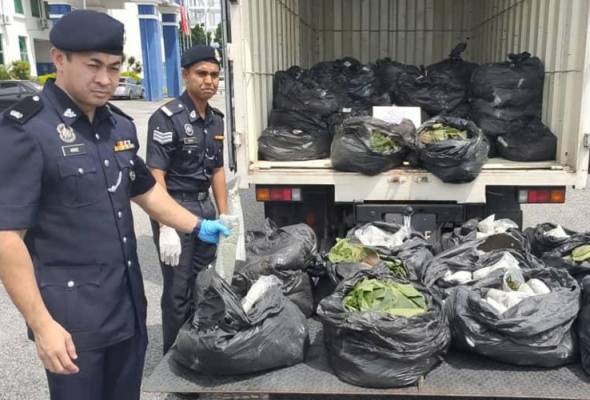 Cubaan dua lelaki seludup daun ketum ke Lembah Kelang tumpas Cubaan dua lelaki seludup daun ketum ke Lembah Kelang tumpas