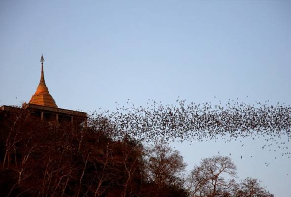 Pakar virologi Thailand beri amaran risiko virus Nipah daripada kelawar buah