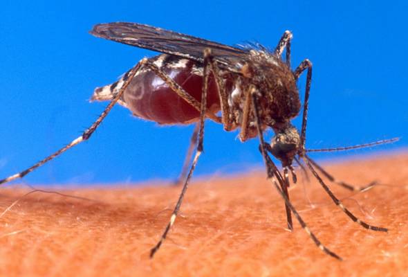 Wabak chikungunya bawaan nyamuk merebak di selatan China