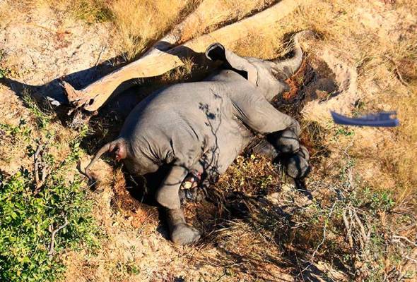 Misteri penemuan 275 bangkai gajah, pakar siasat kemungkinan diracun Misteri penemuan 275 bangkai gajah, pakar siasat kemungkinan diracun