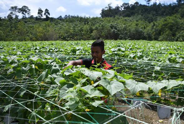 22-year-old Azmani Nurdin already a successful agro-entrepreneur 22-year-old Azmani Nurdin already a successful agro-entrepreneur