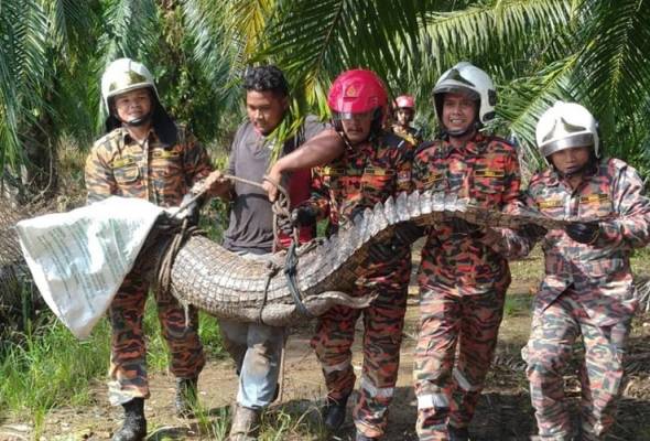 Pekebun terkejut jumpa buaya berehat dalam kebun sawit Pekebun terkejut jumpa buaya berehat dalam kebun sawit