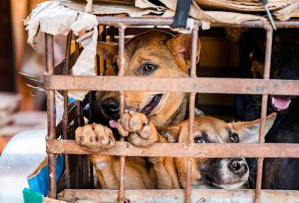 Rakyat Korea Utara dipaksa serah anjing peliharaan untuk dijadikan makanan - Laporan Rakyat Korea Utara dipaksa serah anjing peliharaan untuk dijadikan makanan - Laporan