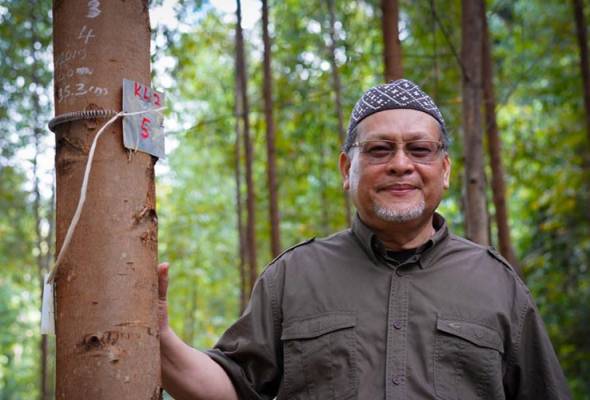 Kelantan sasar jadi antara pengeluar pokok Eucalyptus dalam negara Kelantan sasar jadi antara pengeluar pokok Eucalyptus dalam negara
