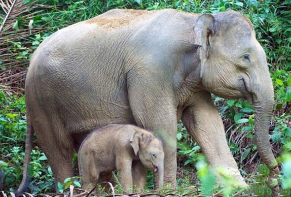 Gajah liar serang pengawal agresif kerana cuba lindungi anak Gajah liar serang pengawal agresif kerana cuba lindungi anak
