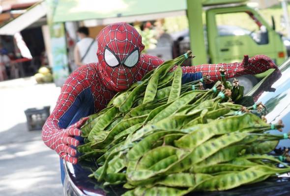 'Spiderman Petai' tak peduli kata orang, gembira cari rezeki cara tersendiri 'Spiderman Petai' tak peduli kata orang, gembira cari rezeki cara tersendiri