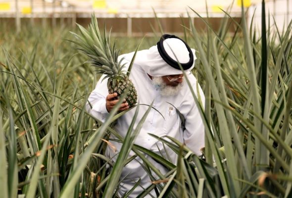 High-tech farmers sow seeds of revolution in Dubai desert  Astro Awani
