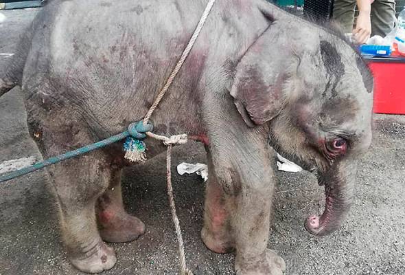 Anak gajah jatuh sungai diselamatkan di Mersing Anak gajah jatuh sungai diselamatkan di Mersing