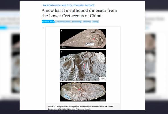 Fosil dinosaur berusia 125 juta tahun ditemukan di China Fosil dinosaur berusia 125 juta tahun ditemukan di China