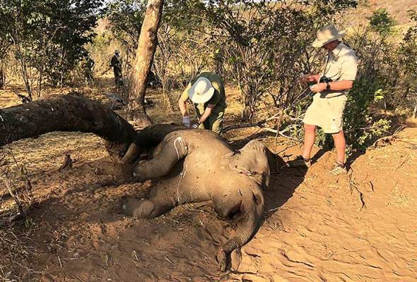 Zimbabwe siasat kematian 22 gajah Zimbabwe siasat kematian 22 gajah