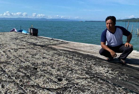 PRN Sabah: Bilis kampung Limau-Limauan 'laku keras' hingga ke Sarawak, Brunei PRN Sabah: Bilis kampung Limau-Limauan 'laku keras' hingga ke Sarawak, Brunei