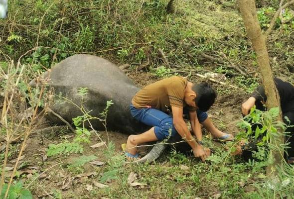 Tiada lagi aksi Semek yang manja... Tiada lagi aksi Semek yang manja...