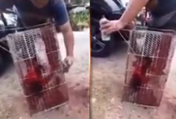 Lelaki sembur beruk dengan pewarna dicari Lelaki sembur beruk dengan pewarna dicari