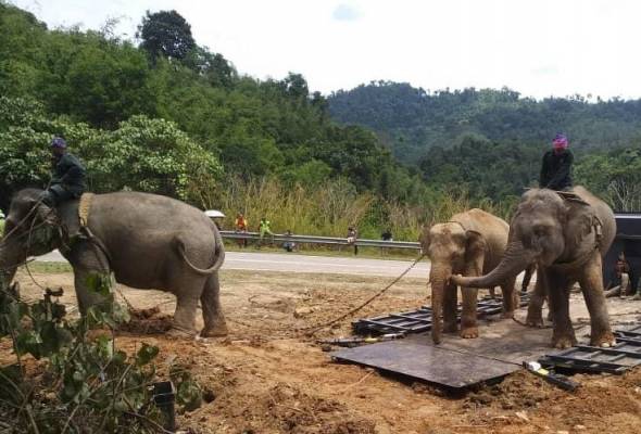 Gajah liar Yeop Jong dari Gerik dipindah ke Terengganu Gajah liar Yeop Jong dari Gerik dipindah ke Terengganu