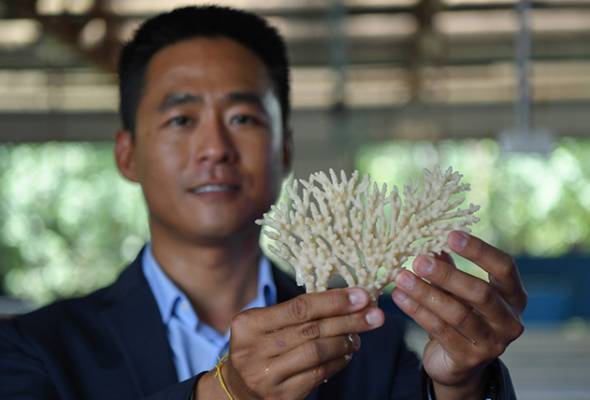 Krim pelindung matahari dan losyen, antara ancaman pada batu karang Krim pelindung matahari dan losyen, antara ancaman pada batu karang