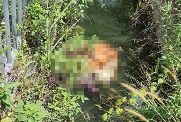 Mayat lelaki berjambang hingga ke dada ditemui dalam longkang di Kapar Mayat lelaki berjambang hingga ke dada ditemui dalam longkang di Kapar