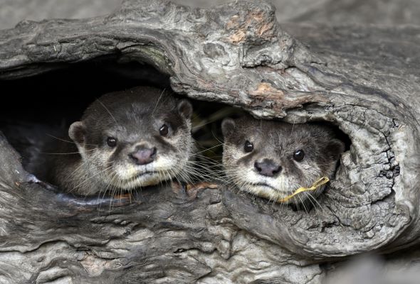 Baby boom at Taipei Zoo lightens pandemic blues
