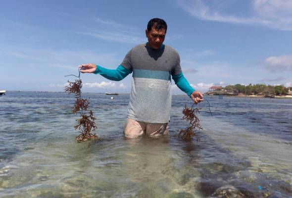 Pelancong tiada, penduduk Bali terpaksa hidupkan semula industri yang mati sedekad lalu Pelancong tiada, penduduk Bali terpaksa hidupkan semula industri yang mati sedekad lalu