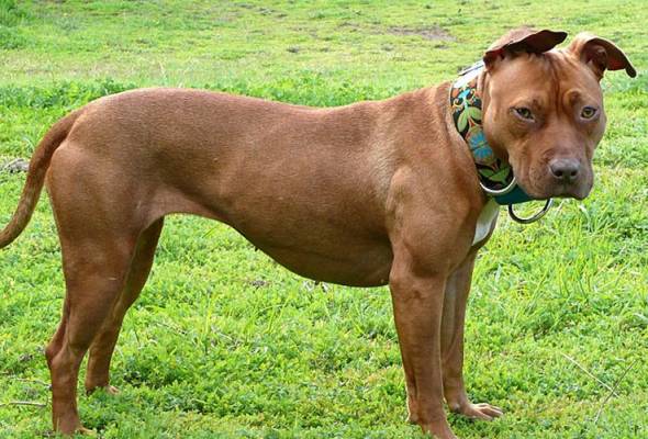 Suami maut, isteri parah diserang anjing peliharaan Suami maut, isteri parah diserang anjing peliharaan