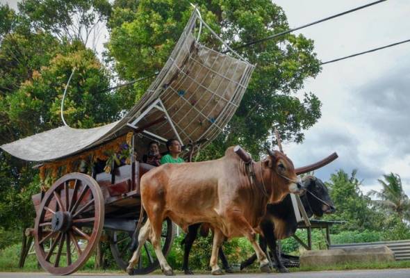 Melaka's iconic bullock carts fast becoming extinct