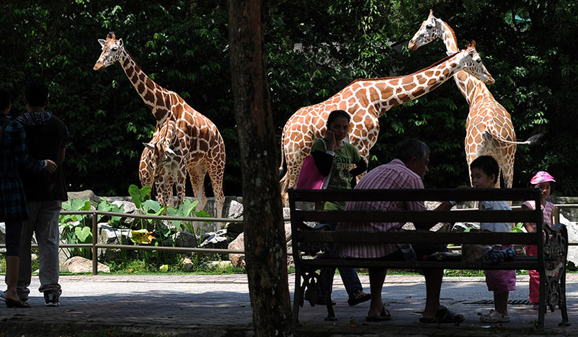 It will be a real challenge for the National Zoo to recover during the Conditional Movement Control Order (CMCO) as it is undoubtedly challenging to achieve ticket sales collection, product and service sales at this time. AFP file pic