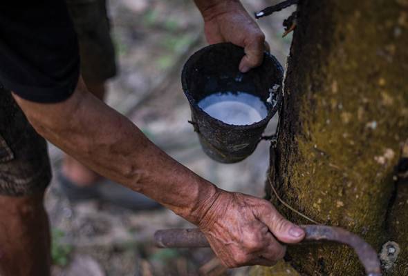 Pasaran Getah Terus Meningkat Minggu Hadapan Astro Awani