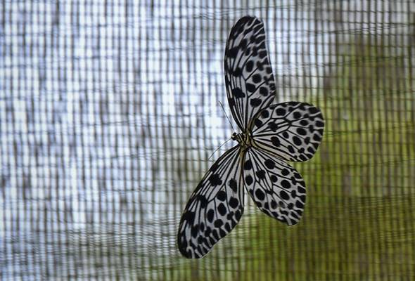 MCO: Malaysian butterfly species facing extinction, 16-year-long research forced to stop