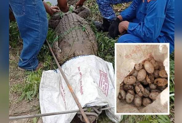Penduduk Gempar Jumpa Buaya Tembaga Bersama 45 Biji Telur Astro Awani