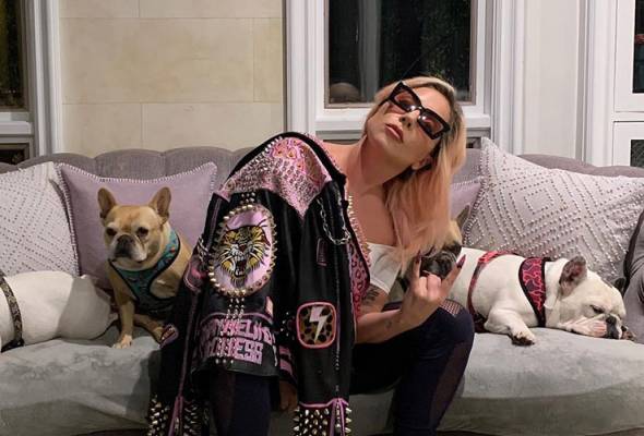 Lady Gaga tawar RM2 juta pulangkan 'Koji' dan 'Gustav' Lady Gaga tawar RM2 juta pulangkan 'Koji' dan 'Gustav'