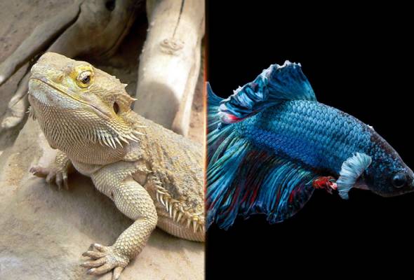 Lelaki Didenda Kerana Jual Ikan Laga Dari Pangsapuri Simpan Cicak Eksotik Astro Awani