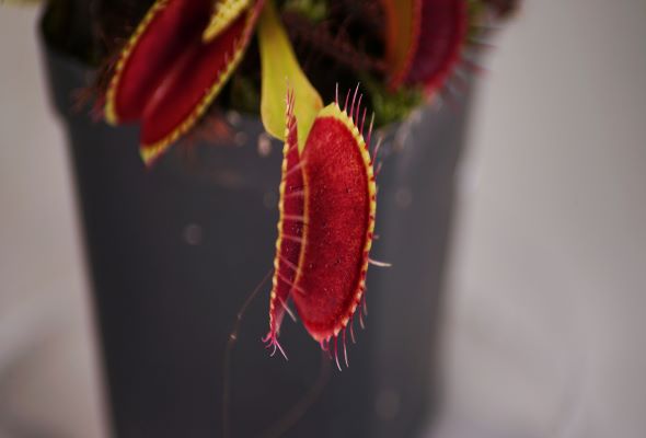 Singapore researchers control Venus flytraps using smartphones