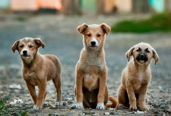 Kasih Sayang Ka Wa Terhadap Haiwan Tiada Batasan Astro Awani