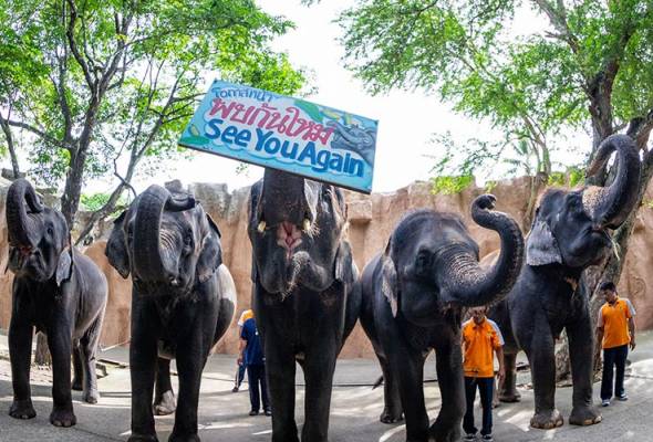 Terjejas Akibat Pandemik Zoo Umum Jual 11 Ekor Gajah Demi Kelangsungan Operasi Astro Awani Terjejas Akibat Pandemik Zoo Umum Jual 11 Ekor Gajah Demi Kelangsungan Operasi Astro Awani