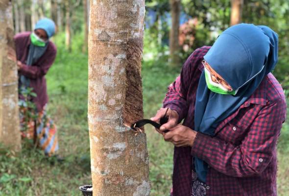 Monsoon aid of RM300 for rubber smallholders to be paid in November - Wee